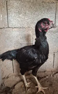 مرغ لاری پر کلاغی