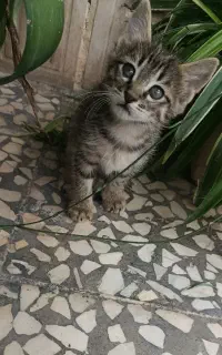 واگذاری گربه