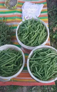 لوبیا سبز تازه