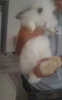 خرگوش لوپ