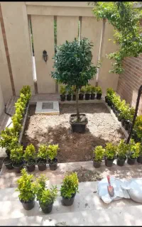 خدمات باغبانی گلکاری سم پاشی تعویض خاک گلدان...