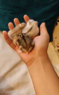 همستر بامزه وشیطون