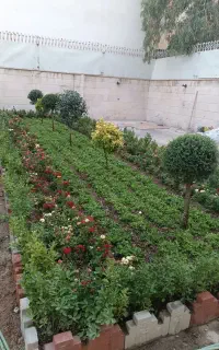 خدمات باغبانی باغچه کاری گل کاری در سراسر تهران