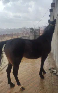 اسب مادیان کورد پرخون مدارک تکمیل سواری دار