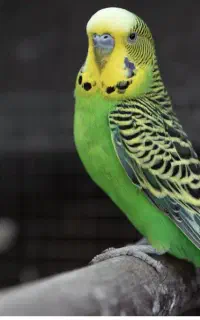 عروس هلندی پیدا شده