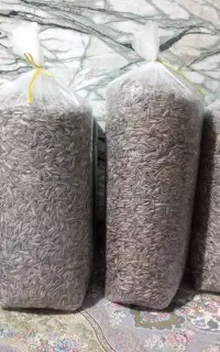 حراج تخمه به قیمت فاکتور