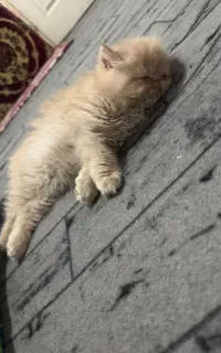 بچه گربه گربه اسکاتیش پرشین