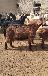 فروش بز داشتی درجه یک