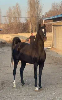 نریان