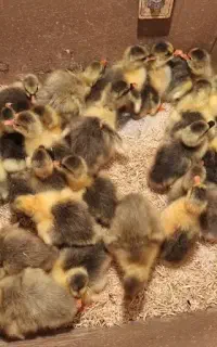 فروش جوجه غاز محلی