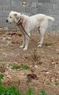 سگ الابای نر دوساله