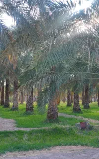 استخدام کارگر خانوادگی برای باغ خرما بم