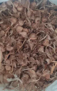بذر زعفران