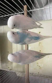 مرغ عشق جوجه