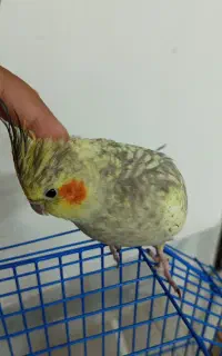 عروس هلندی