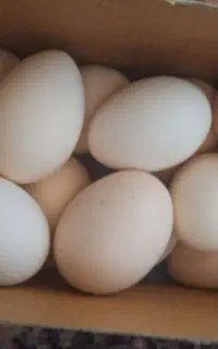 تخم مرغ محلی اصل