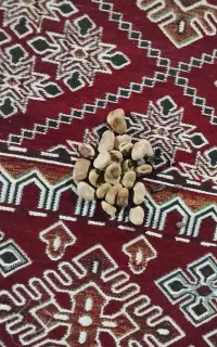 بذر باقله