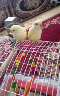 طوطی برزیلی وایت فیس