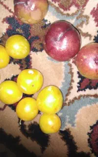الو شابلون و قطره طلای