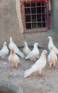 کفتر