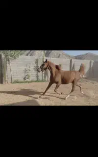 مادیان/کره شاه اصلان/آبستن/دمگیر