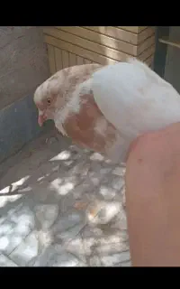 کفتر