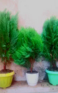 کاج لاویس وکامسون پاریس