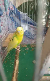 مرغ عشق نر جوان