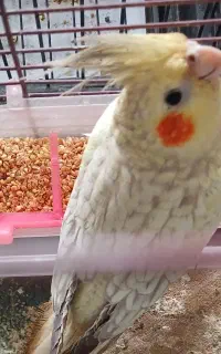 عروس هلندی جوان و بالغ