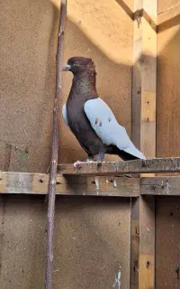 عشق بازی