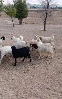 تعدادی بز