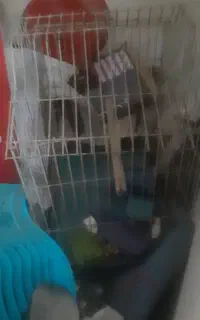 قفس پرنده