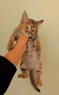 بچه گربه برتیش