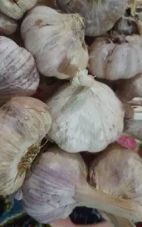 سیر تازه با قیمت مناسب فقط ۱۰۰ هزار