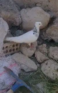 کبوتر گمشده