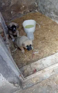 توله نژاد دار