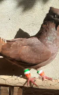 کبوتر ماده سیاتی سمن کورک