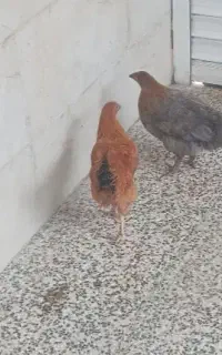 جوجه مرغ و خروس