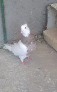 کبوتر