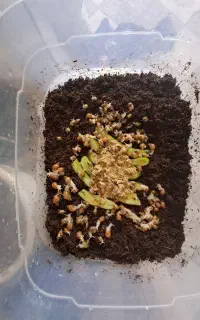 حلزون پرورشی تمیز وسالم