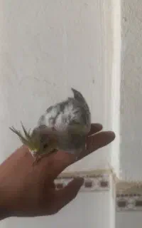 جوجه سرلاکی عروس و یک عدد انگلیسی نر