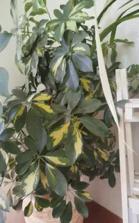 گل شفلرا ابلغ