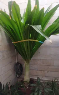 گل سوسن