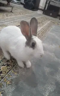 واگذاری خرگوش نر بازیگوش