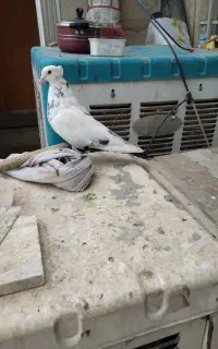 کفتر تکدومی