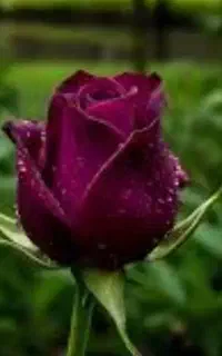 نیاز مند فروشنده کار بلددر مغازه گل فروشی فولادشهر