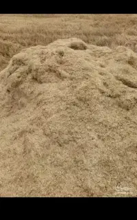 کاه گندم ویونجه