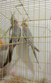 عروس هلندی