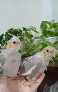 جوجه عروس هلندی دوماهه دوعدد