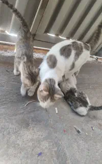 واگذاری بچه گربه(سه عدد رایگان)